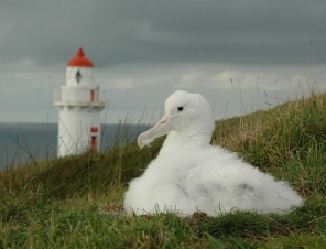 Albatross chick